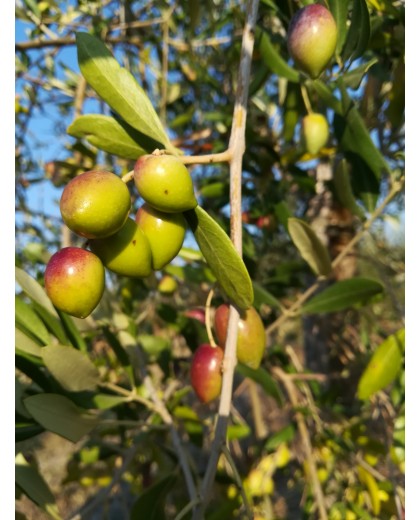 Huile d'olive filtrée -3L