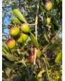 Huile d'olive filtrée -3L